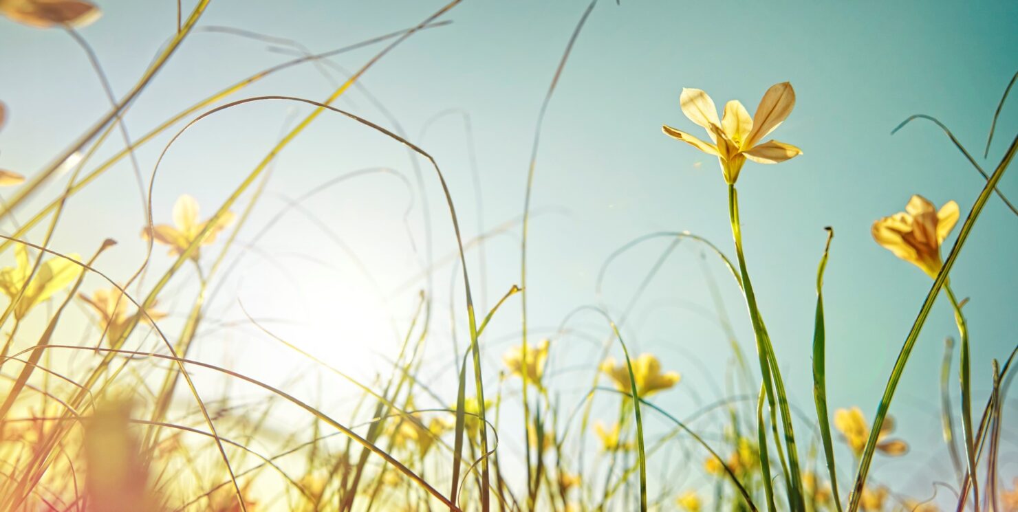 Welcome March and the emergence of Spring