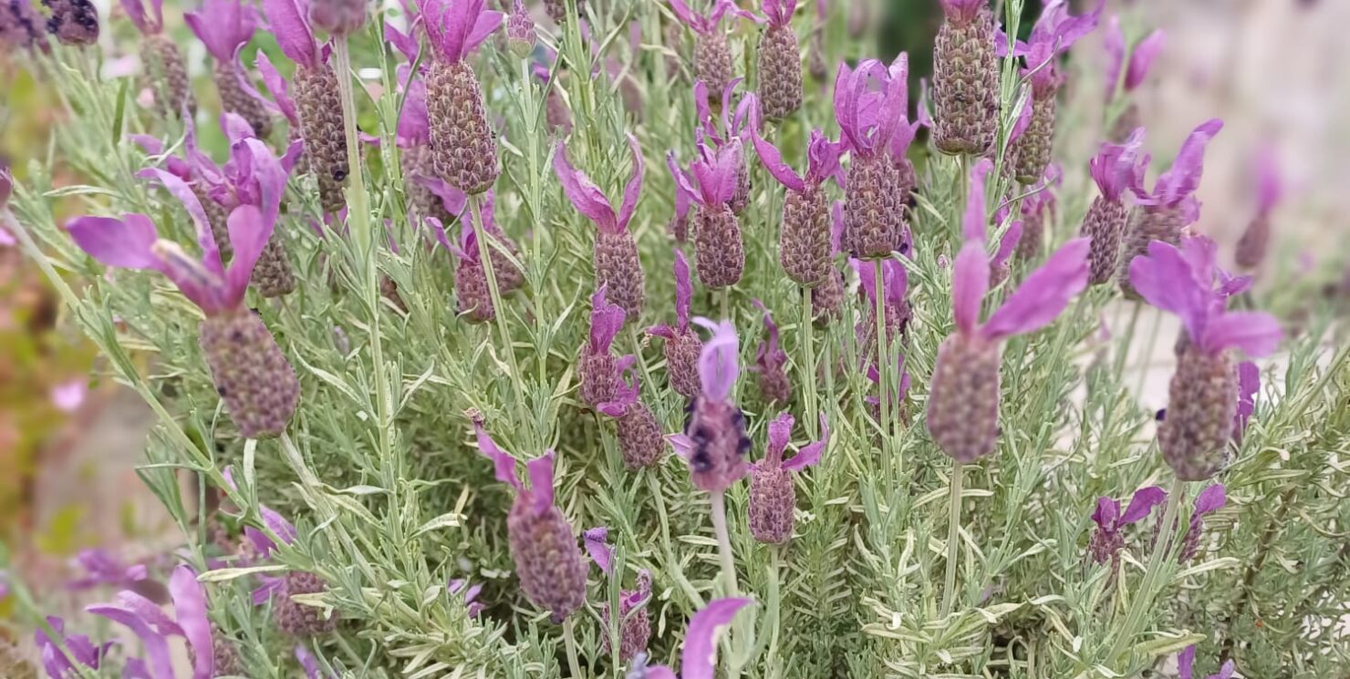 Welcome to June – the Season of Vitality and Light